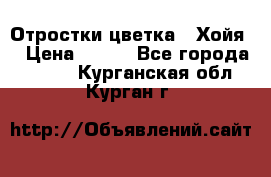 Отростки цветка  “Хойя“ › Цена ­ 300 - Все города  »    . Курганская обл.,Курган г.